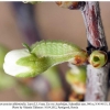 satyrium acaciae abdominalis shamkir larva3c